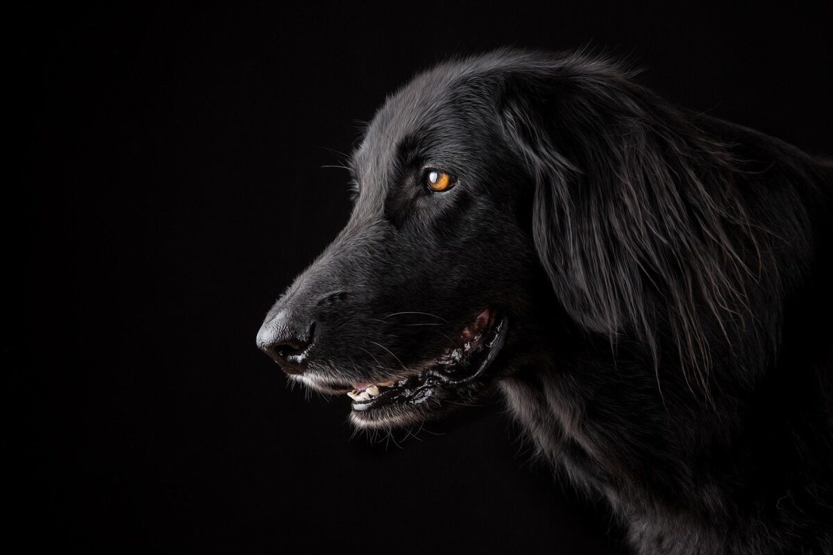 Comment apprendre les commandes de base à son chien &nbsp;?