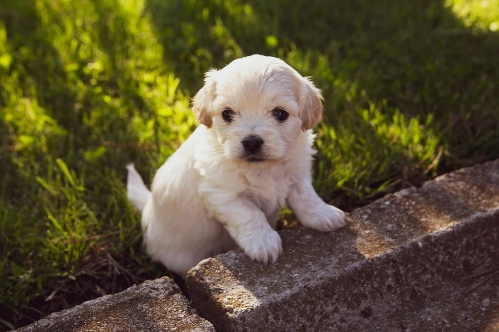 Comment socialiser un chiot avec d&rsquo;autres chiens &nbsp;?