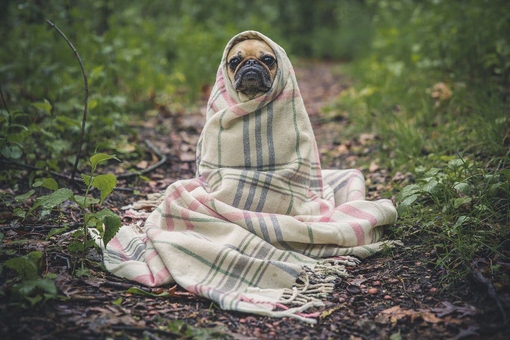 Les signes de stress chez votre animal et comment y remédier ?