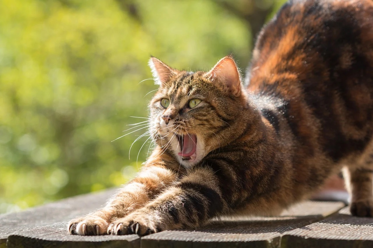 Les différentes races de chats et leurs caractéristiques uniques