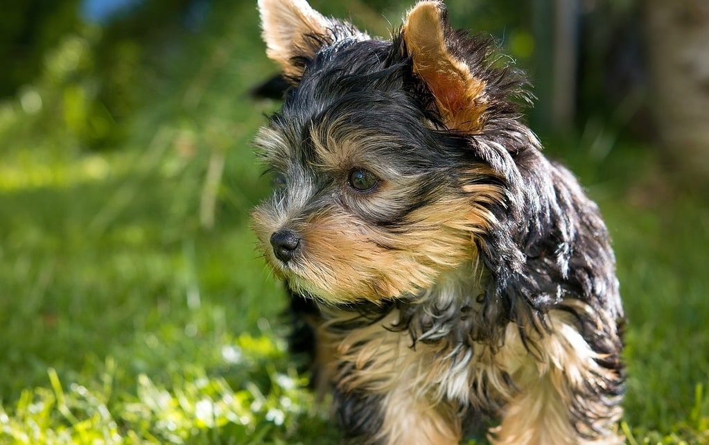 Préparer l'arrivée d'un chiot de 2 mois dans votre foyer