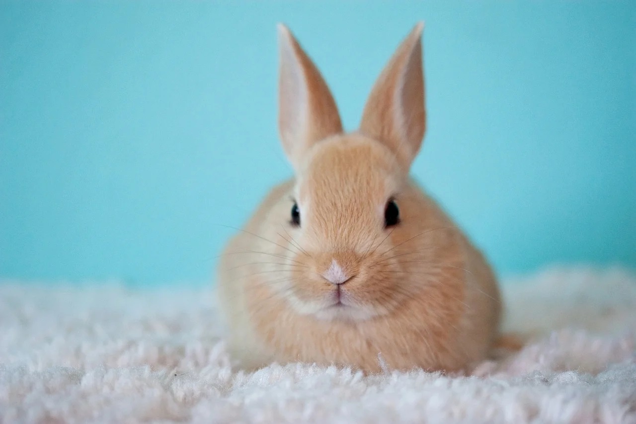 Explorer la relation entre l'âge des lapins et les années humaines