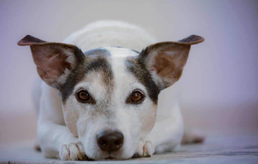 Préserver la mobilité des chiens au fil du temps