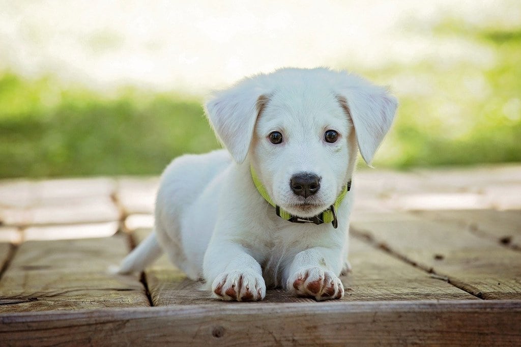 Que faire en cas d'urgence animale à Saint-Etienne ?